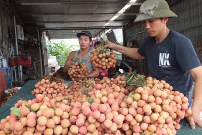 Giá vải thiều ở miền Nam đắt gấp 3 lần ngoài Bắc